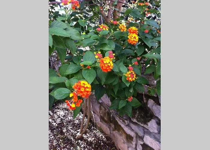 Апартаменты Mladen